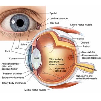 آناتومي چشم